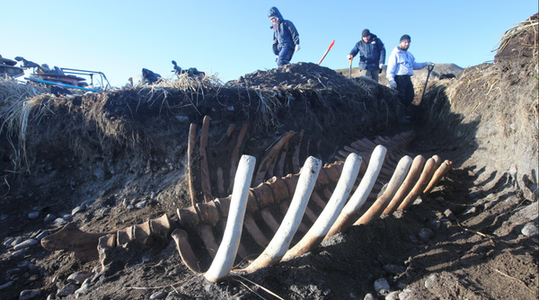 Skeleton of Sea Cow Skeleton of Sea Cow - Sputnik International