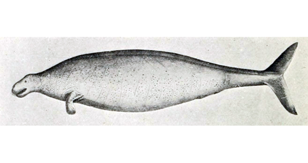 Sea Cow Sea Cow - Sputnik International