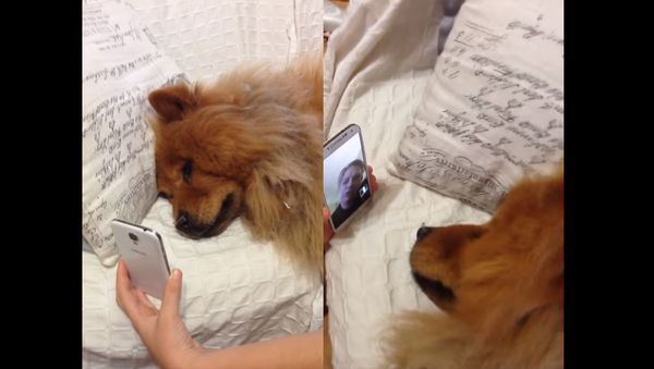 Long Distance: Chow Chow Cries Over FaceTime - Sputnik International