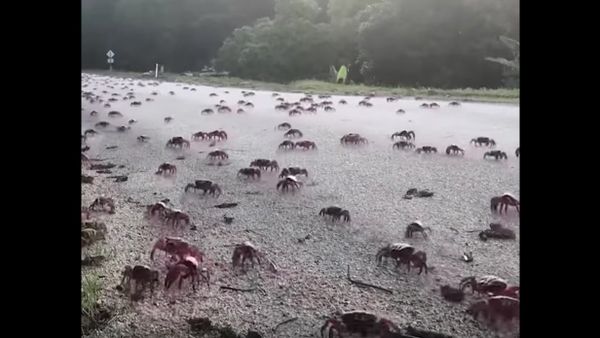 The Annual Migration of Crabs - Sputnik International