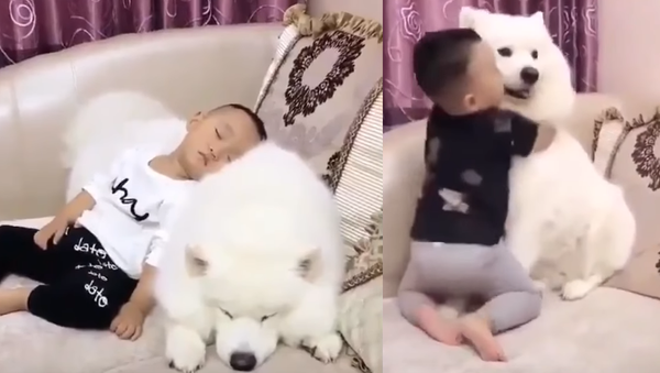 Best Buds: Samoyed and Little Boy Inseparable - Sputnik International