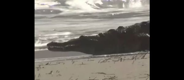 A Crocodile on the Beach - Sputnik International