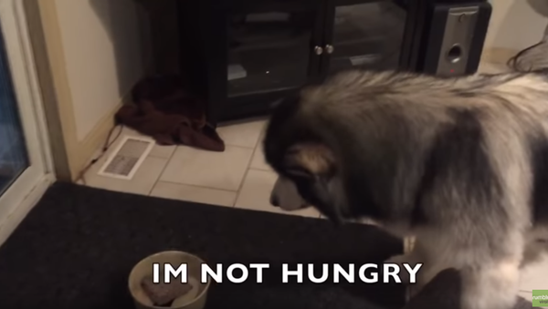 Picky Eater: Malamute Turns Nose Up at Dinner - Sputnik International
