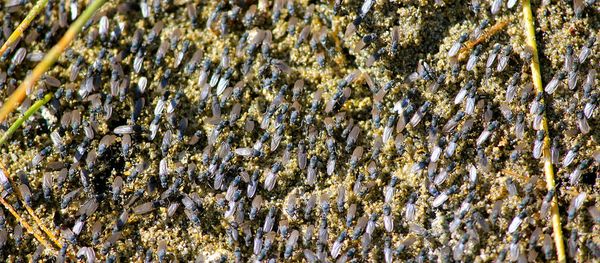 Alkali flies, Ephydra hians Alkali flies, Ephydra hians - Sputnik International