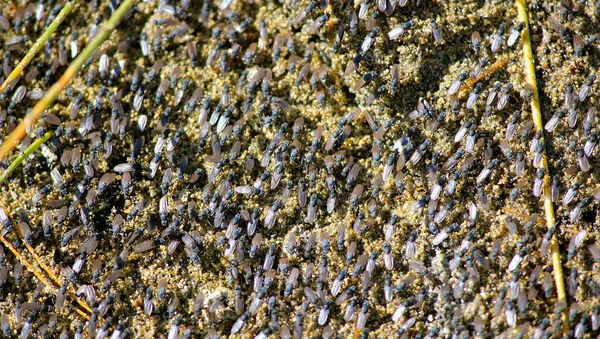 Alkali flies, Ephydra hians - Sputnik International