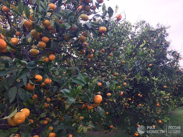 Tangerine garden in Latakia Tangerine garden in Latakia - Sputnik International