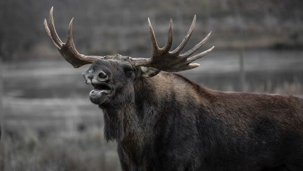 Elk - Sputnik International