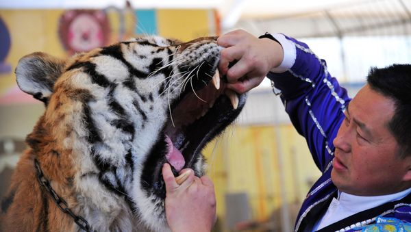 A trainer opens a tiger's mouth to have its teeth examined by a veterinarian at a wildlife park in Qingdao, Shandong province, China November 21, 2017 A trainer opens a tiger's mouth to have its teeth examined by a veterinarian at a wildlife park in Qingdao, Shandong province, China November 21, 2017 - Sputnik International