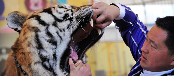A trainer opens a tiger's mouth to have its teeth examined by a veterinarian at a wildlife park in Qingdao, Shandong province, China November 21, 2017 A trainer opens a tiger's mouth to have its teeth examined by a veterinarian at a wildlife park in Qingdao, Shandong province, China November 21, 2017 - Sputnik International