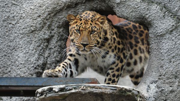 An Amur Leopard at the Moscow Zoo - Sputnik International