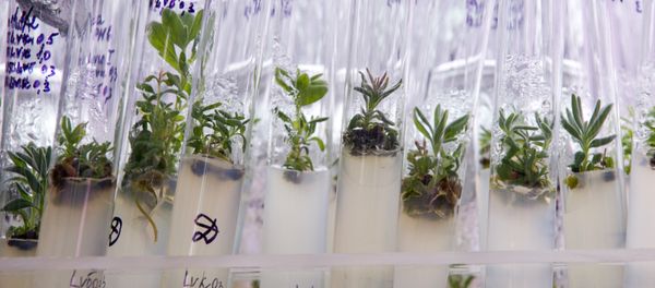 Plant samples at the laboratory Plant samples at the laboratory - Sputnik International