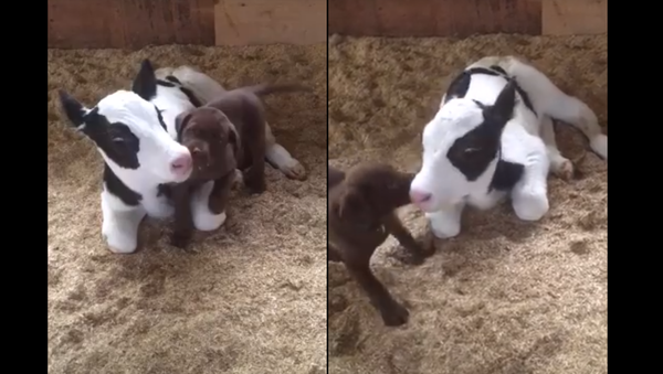 Puppy Love: Labrador Gushes Over Canadian Calf - Sputnik International