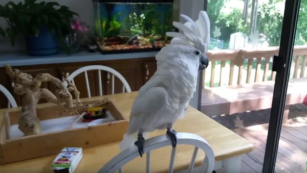 Unwelcome Guest: Cockatoo Freaks Out Over Cardinal - Sputnik International