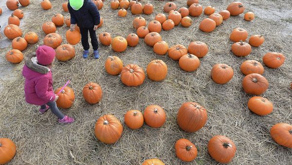 Children walk between pumpkins - Sputnik International