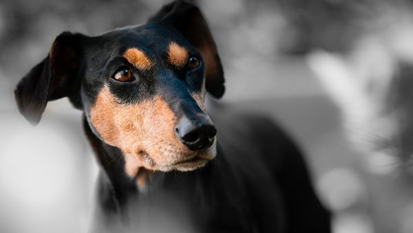 Dog - Sputnik International
