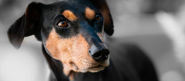 Dog Dog - Sputnik International