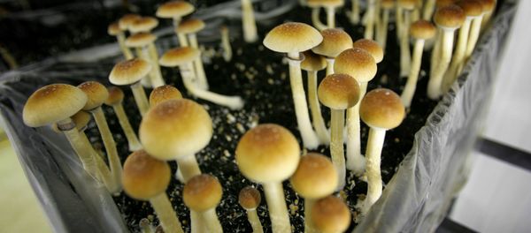 Magic mushrooms are seen in a grow room at the Procare farm in Hazerswoude, central Netherlands, Friday Aug. 3, 2007 Magic mushrooms are seen in a grow room at the Procare farm in Hazerswoude, central Netherlands, Friday Aug. 3, 2007 - Sputnik International