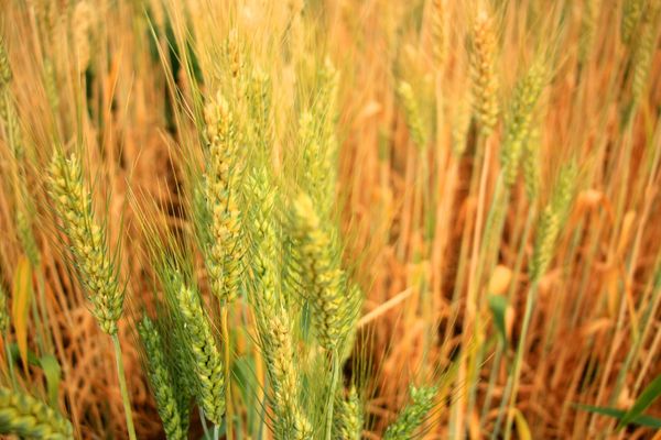 Australia Hopes China Will Hold off on ‘Kick in the Guts’ Barley Tariffs’ Amid COVID-19 Spat Australia Hopes China Will Hold off on ‘Kick in the Guts’ Barley Tariffs’ Amid COVID-19 Spat - Sputnik International