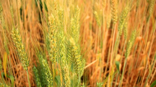 Barley - Sputnik International