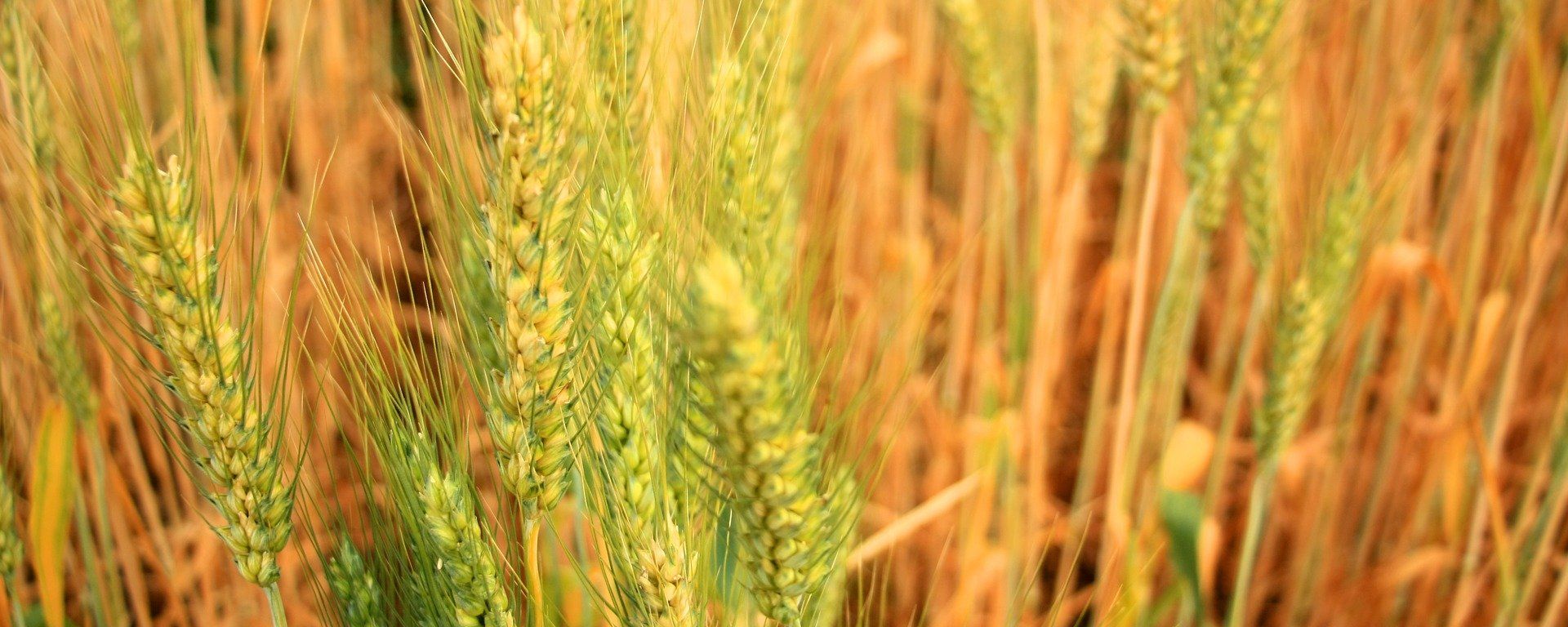 Barley - Sputnik International, 1920, 24.07.2022