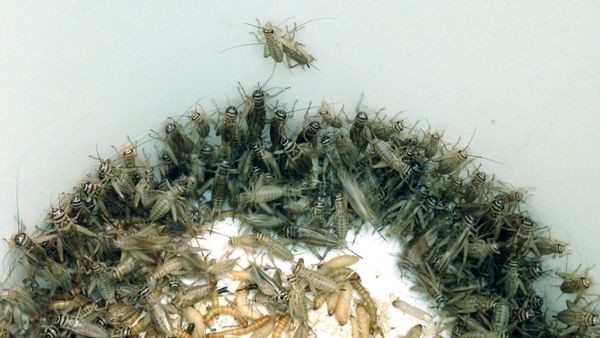 In an Oct. 7, 2015, photo, a bucket of crickets are seen in the Detroit Zoo's cricket breeding area in Royal Oak, Mich. - Sputnik International