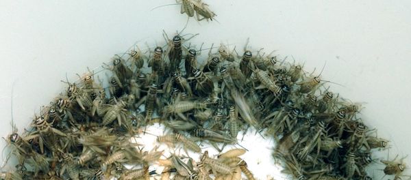 In an Oct. 7, 2015, photo, a bucket of crickets are seen in the Detroit Zoo's cricket breeding area in Royal Oak, Mich. In an Oct. 7, 2015, photo, a bucket of crickets are seen in the Detroit Zoo's cricket breeding area in Royal Oak, Mich. - Sputnik International