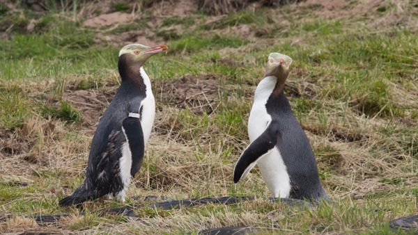 Two yellow-eyed penguins at the Yellow-Eyed Penguin Reserve in Dunedin, New Zealand - Sputnik International