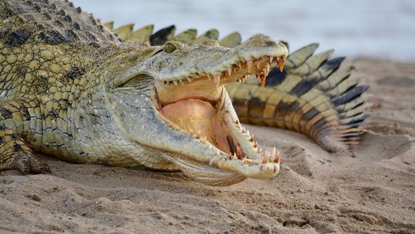 Crocodile - Sputnik International