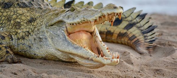Crocodile - Sputnik International