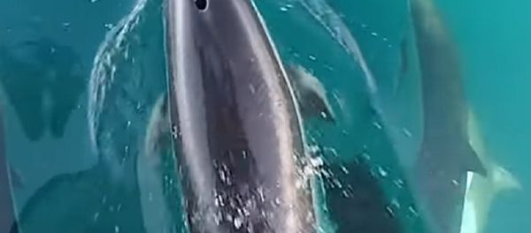 Dolphins Also Give Ladies Bouquets Dolphins Also Give Ladies Bouquets - Sputnik International