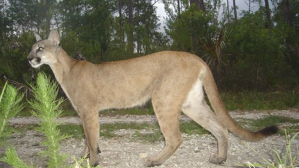Florida panther - Sputnik International