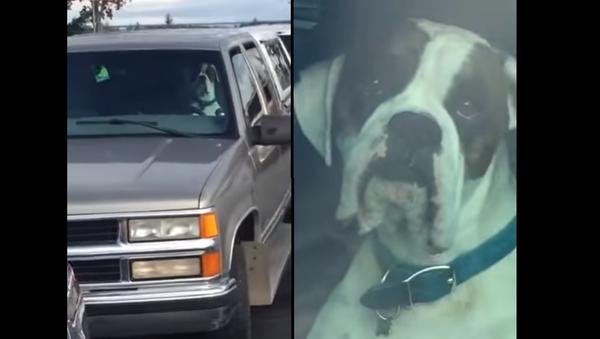 Parking Lot Pooch Lays on the Horn - Sputnik International