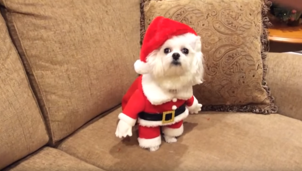 Santa Paws: Poor Pup’s Holiday Get-Up - Sputnik International