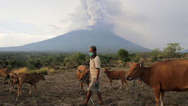 A farmer walks with his cattle as Mount Agung volcano erupts in the background in Karangasem, Bali, Indonesia November 28, 2017 A farmer walks with his cattle as Mount Agung volcano erupts in the background in Karangasem, Bali, Indonesia November 28, 2017 - Sputnik International