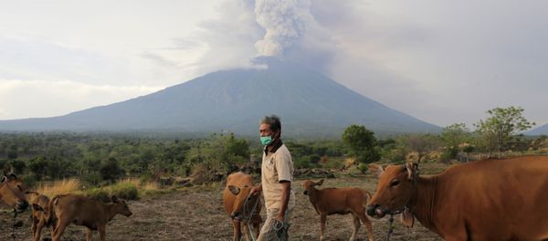 A farmer walks with his cattle as Mount Agung volcano erupts in the background in Karangasem, Bali, Indonesia November 28, 2017 - Sputnik International