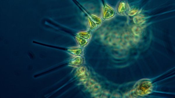Plankton Plankton - Sputnik International