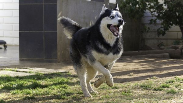 Husky dog - Sputnik International