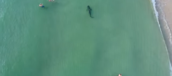 South Beach Tiger Shark Cozies Up to Miami Shore - Sputnik International