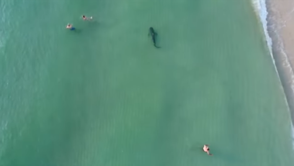 South Beach Tiger Shark Cozies Up to Miami Shore - Sputnik International