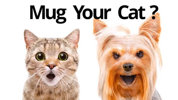 Mug Life application - Sputnik International