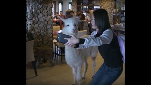 Alpaca Cafe in New Taipei - Sputnik International