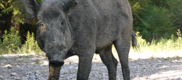 Boar - Sputnik International