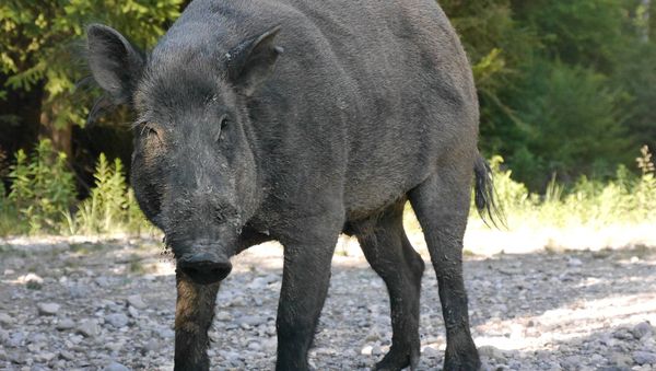 Boar - Sputnik International