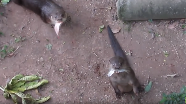 Crafty Critters: Otters Attempt to Finesse More Fish - Sputnik International