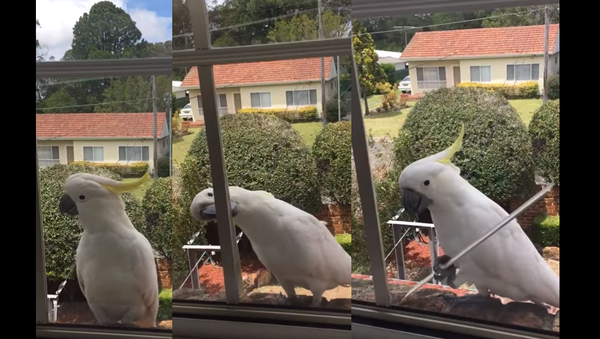 Extreme Home Makeover: Cockatoo Edition - Sputnik International