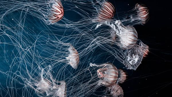 Jellyfish - Sputnik International