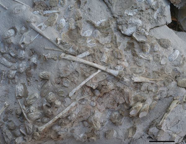 Detail of pterosaur egg specimen, showing eggs and bones in this November 21, 2016 photo taken in Xinjiang Uygur Autonomous Region in northwestern China, provided November 30, 2017 - Sputnik International