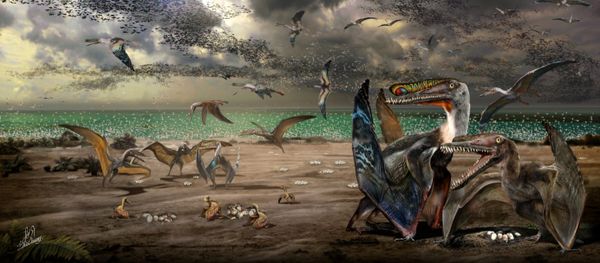 An artist’s illustration shows individuals from the fish-eating pterosaur species Hamipterus tianshanensis, including adults, juvenile and eggs in this handout illustration obtained by Reuters November 30, 2017 - Sputnik International