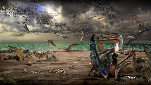 An artist’s illustration shows individuals from the fish-eating pterosaur species Hamipterus tianshanensis, including adults, juvenile and eggs in this handout illustration obtained by Reuters November 30, 2017 - Sputnik International