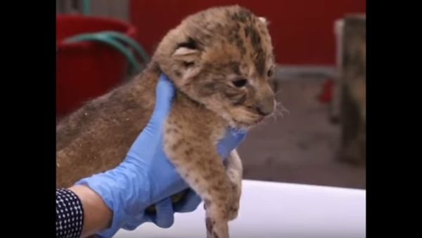 Lion Cubs First Appearence - Sputnik International